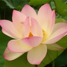 Схема вышивки «лотос»