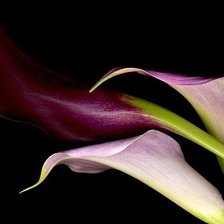 Схема вышивки «калла фиолет 2»