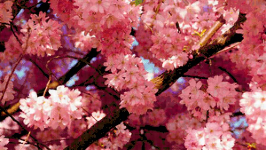 Cherry Blossom - flower, роза, цветок, букет, розы, цветы - предпросмотр