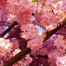 Схема вышивки «Cherry Blossom»