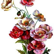 Схема вышивки «Маки»