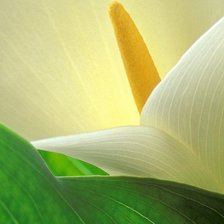 Схема вышивки «flowers macro»