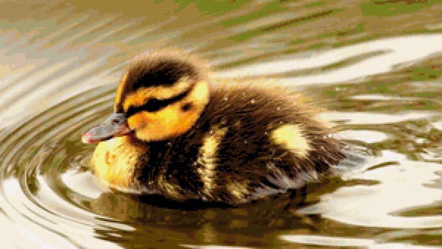 Duckling - утенок, птицы, утка, природа, птица, duckling - предпросмотр