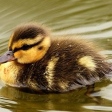 Схема вышивки «Duckling»