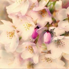 Схема вышивки «№170193»