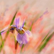 Схема вышивки «№170204»