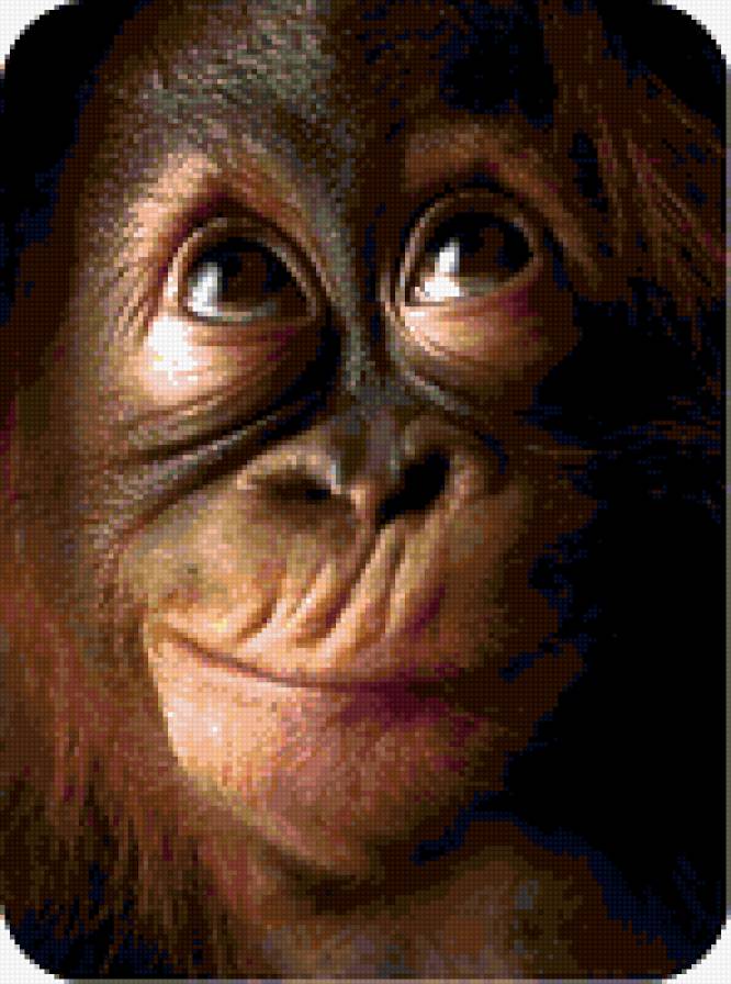 Шимпанзе - картинки, животные - предпросмотр