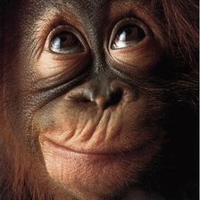 Схема вышивки «Шимпанзе»