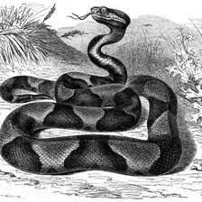 Схема вышивки «Змея»