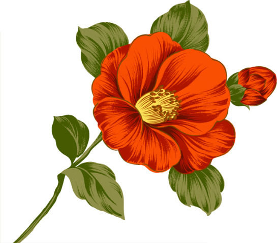 Rose - розы, цветы - оригинал