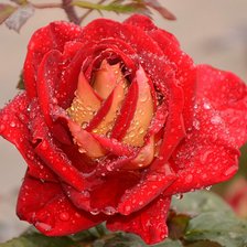 Схема вышивки «№170628»