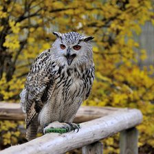 Схема вышивки «filin»