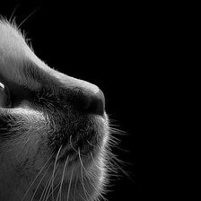 Схема вышивки «кот»