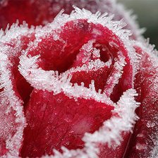 Схема вышивки «розовый рай»