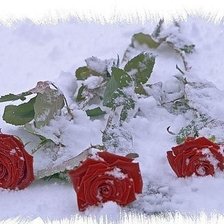 Схема вышивки «розовый рай»