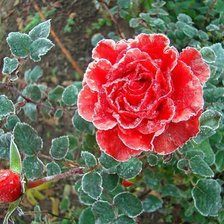 розовый рай