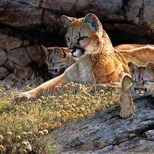 Схема вышивки «№171051»