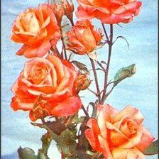 Схема вышивки «розы на голубом»