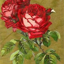 Схема вышивки «две розы 3»