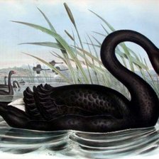 Схема вышивки «Черный лебедь»