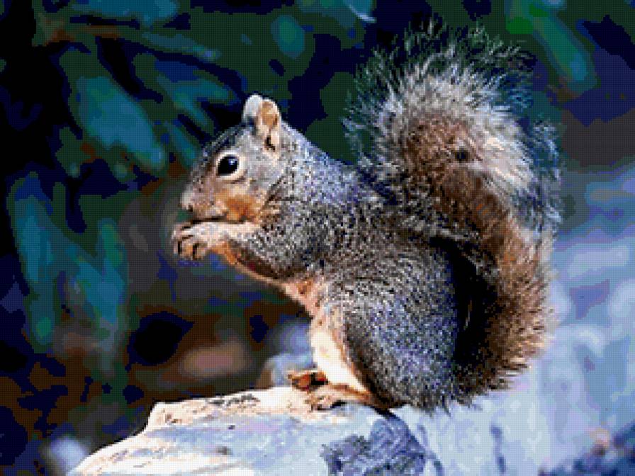 belka - предпросмотр