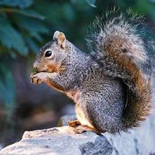 Схема вышивки «belka»