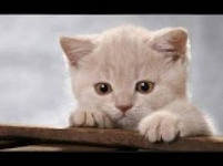 Схема вышивки «котёнок»