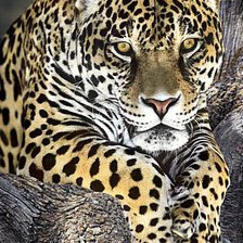 Схема вышивки «Леопард»