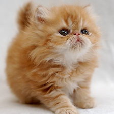 Схема вышивки «Рыжий пушистик»