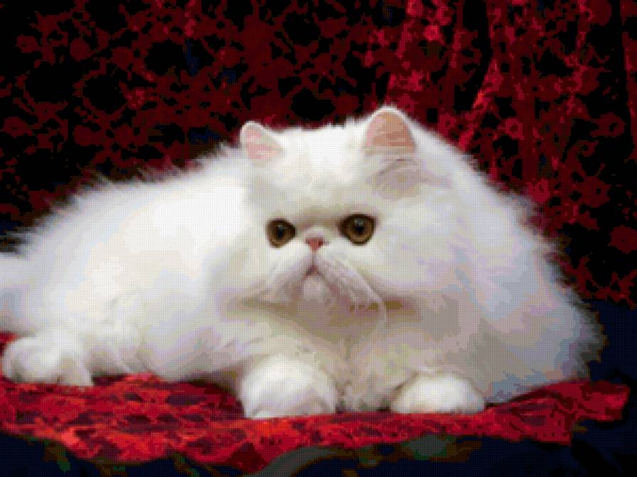 Персидская красавица - кошка, животные, красота - предпросмотр