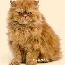 Схема вышивки «Кошачий граф»