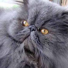 Схема вышивки «Дымчатый перс»