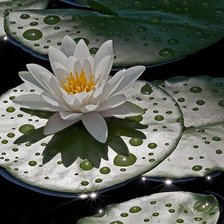 Схема вышивки «Лотос белый»