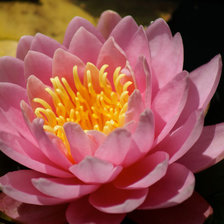 Схема вышивки «Лотос розовый махровый»