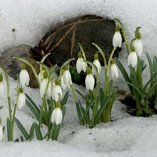 Схема вышивки «Весна»