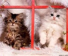 Схема вышивки «№172075»