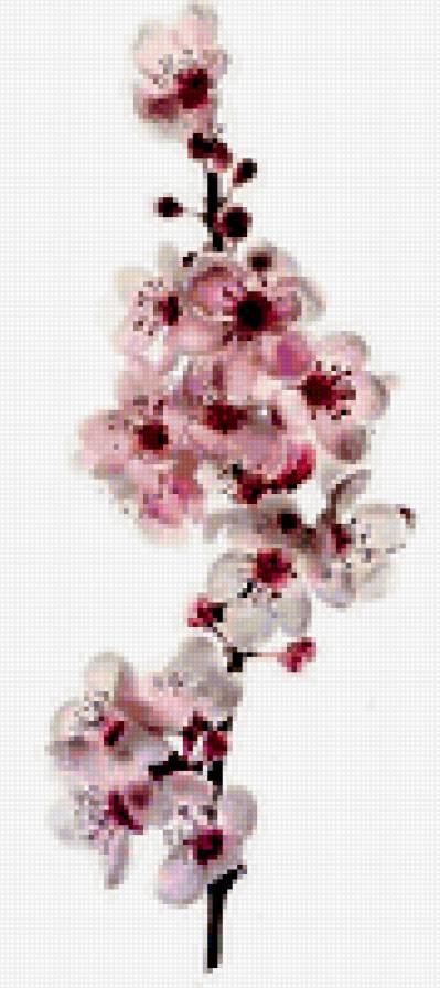 сакура - сакура, цветы - предпросмотр