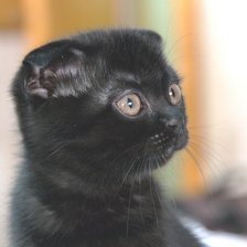 Схема вышивки «Черный кот»