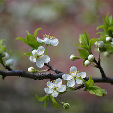 Схема вышивки «Цвет»
