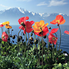 Схема вышивки «маки и море»