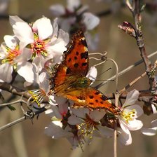 Схема вышивки «Бабочка и вишня»