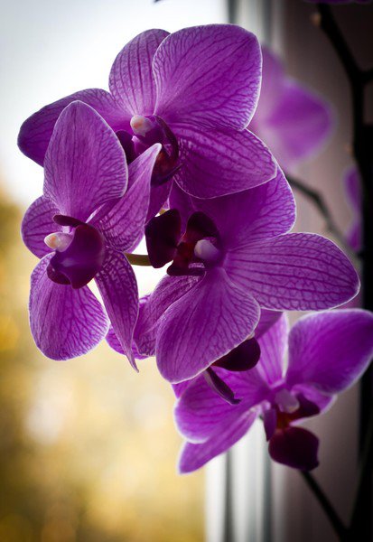 архидея - цветы - оригинал