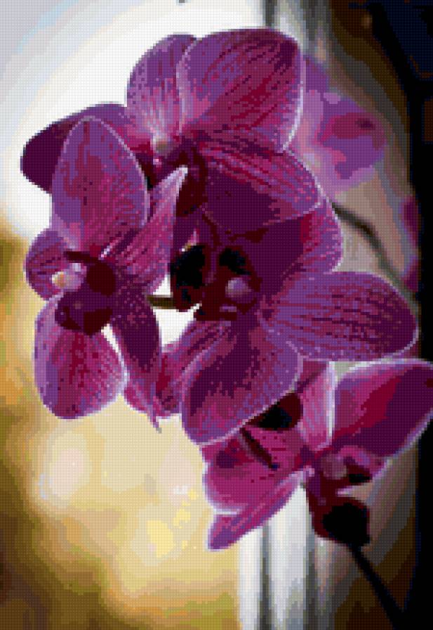 архидея - цветы - предпросмотр