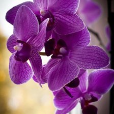 Схема вышивки «архидея»