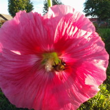 Схема вышивки «мальва»