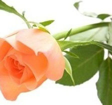 роза чайная