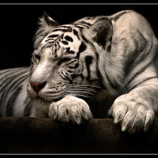 Схема вышивки «тигр 2»