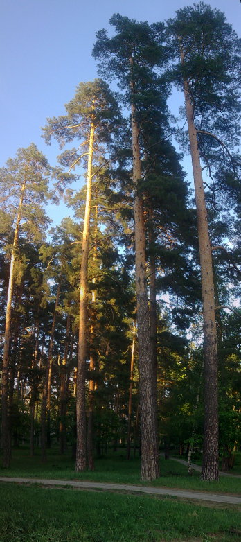 Сосны в солнечных лучах - лето, лес, тропинка, сосны - оригинал