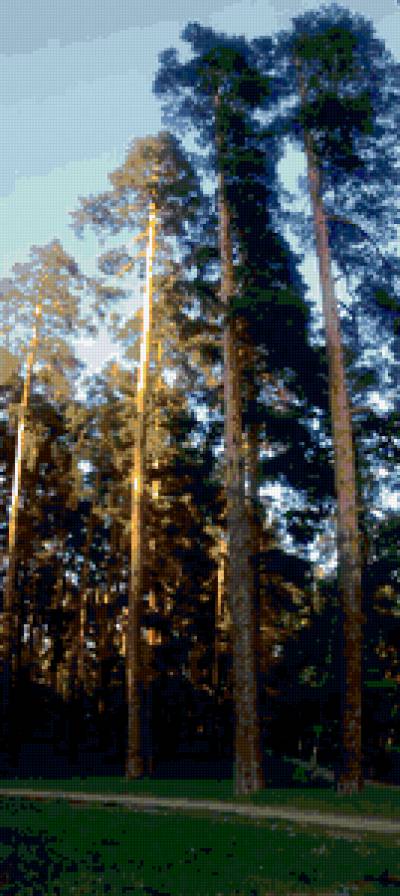 Сосны в солнечных лучах - тропинка, лес, сосны, лето - предпросмотр