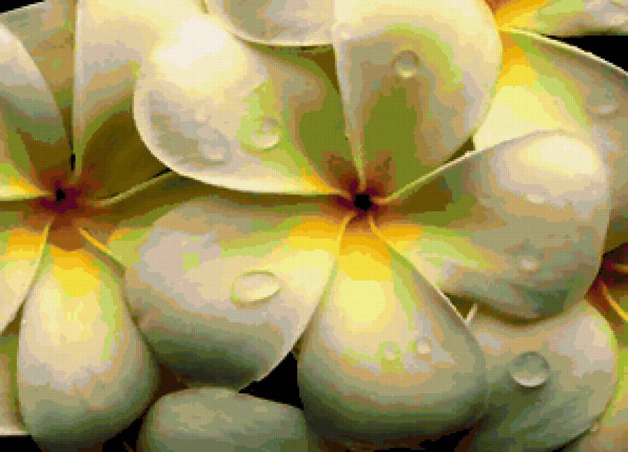 765 - flower, цветы, цветок, букет, розы, роза - предпросмотр